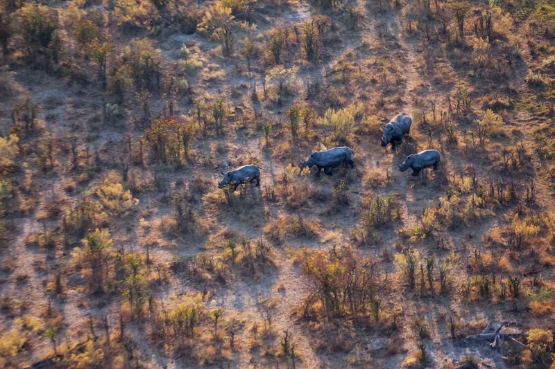 © Neil Aldridge - Image from the The Return of the Rhino photography project