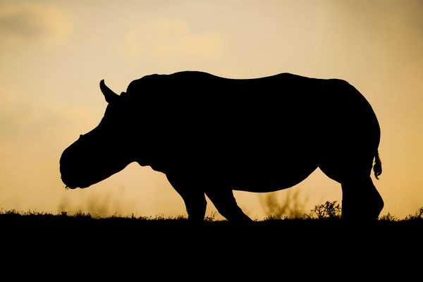© Neil Aldridge - Image from the The Return of the Rhino photography project