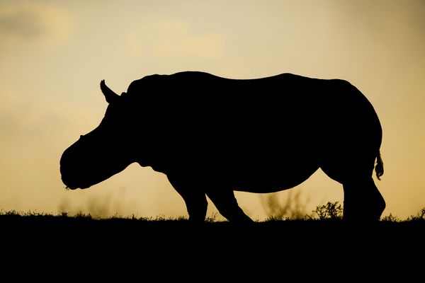 © Neil Aldridge - Image from the The Return of the Rhino photography project