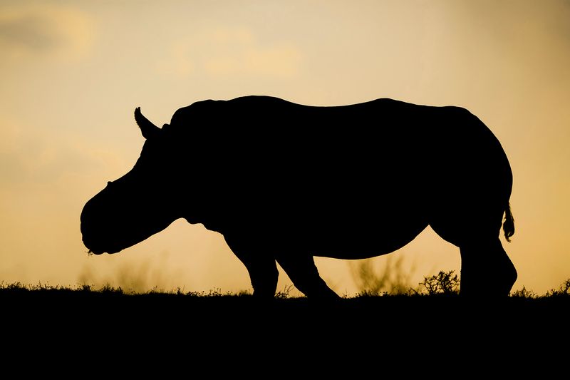 © Neil Aldridge - Image from the The Return of the Rhino photography project