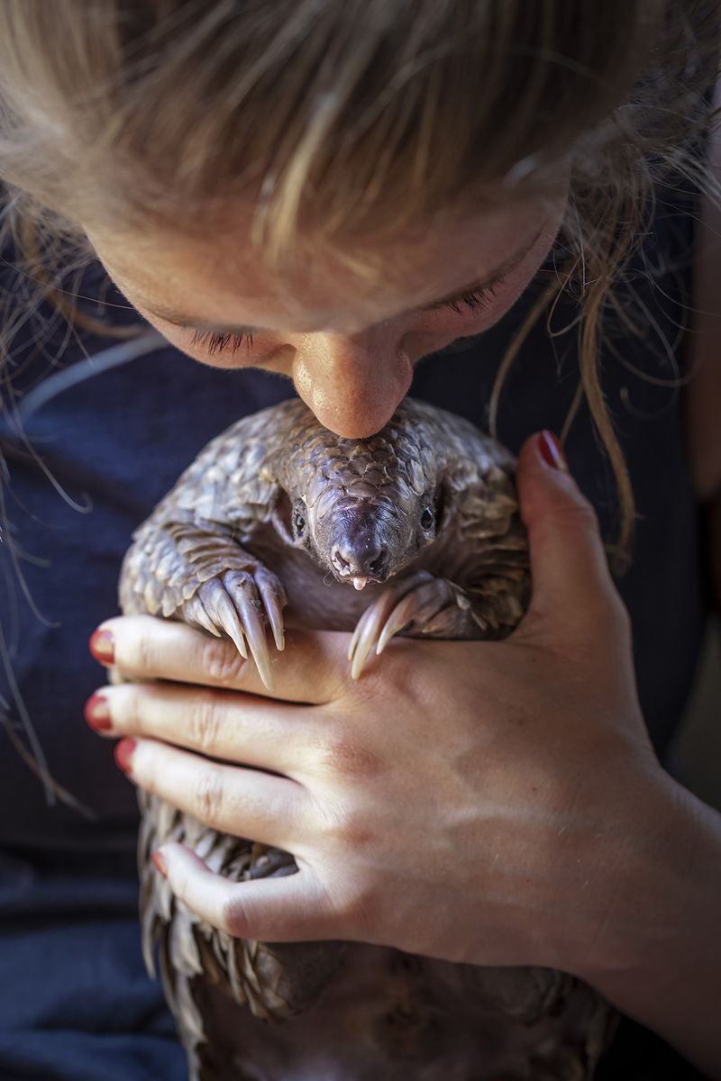 © Neil Aldridge - Image from the Pangolin Protectors photography project