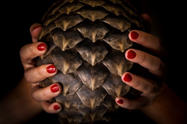 © Neil Aldridge - Image from the Pangolin Protectors photography project