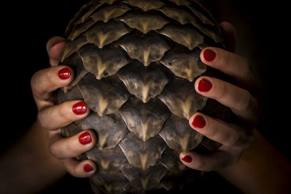 © Neil Aldridge - Image from the Pangolin Protectors photography project