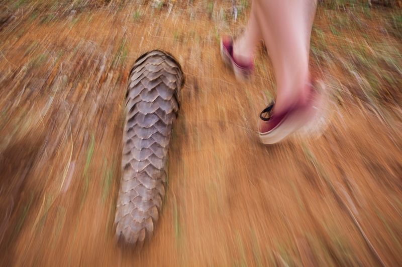 © Neil Aldridge - Image from the Pangolin Protectors photography project