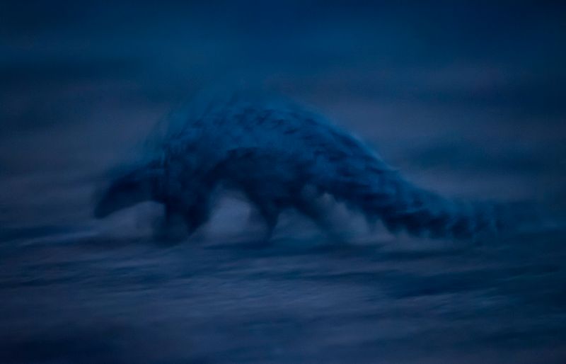 © Neil Aldridge - Image from the Pangolin Protectors photography project