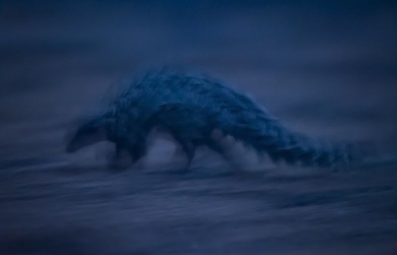 © Neil Aldridge - Image from the Pangolin Protectors photography project