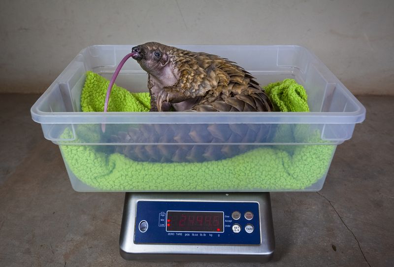 © Neil Aldridge - Image from the Pangolin Protectors photography project