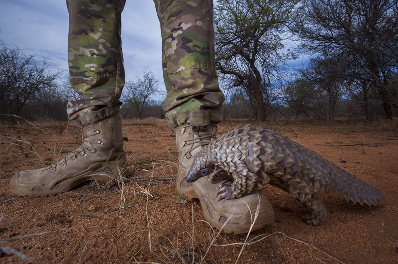 © Neil Aldridge - Image from the Pangolin Protectors photography project