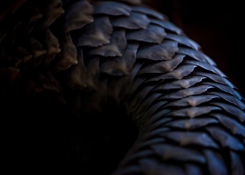 © Neil Aldridge - Image from the Pangolin Protectors photography project