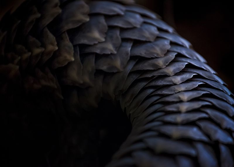© Neil Aldridge - Image from the Pangolin Protectors photography project
