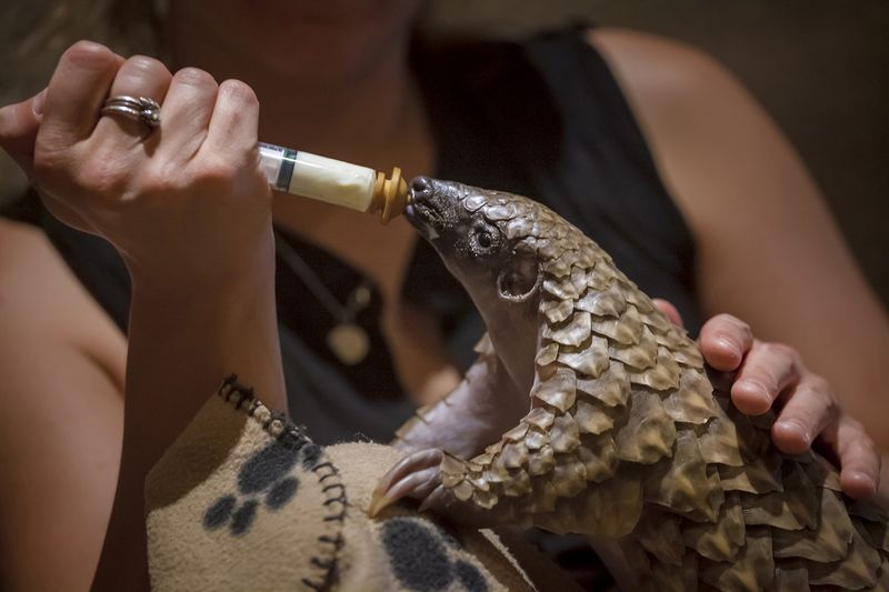 © Neil Aldridge - Image from the Pangolin Protectors photography project