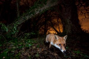 Living with Foxes