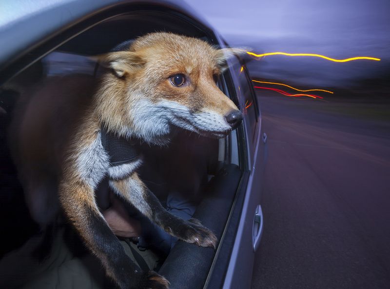 © Neil Aldridge - Image from the Living with Foxes photography project