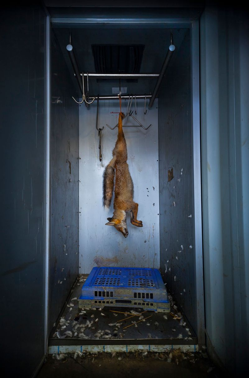 © Neil Aldridge - Image from the Living with Foxes photography project