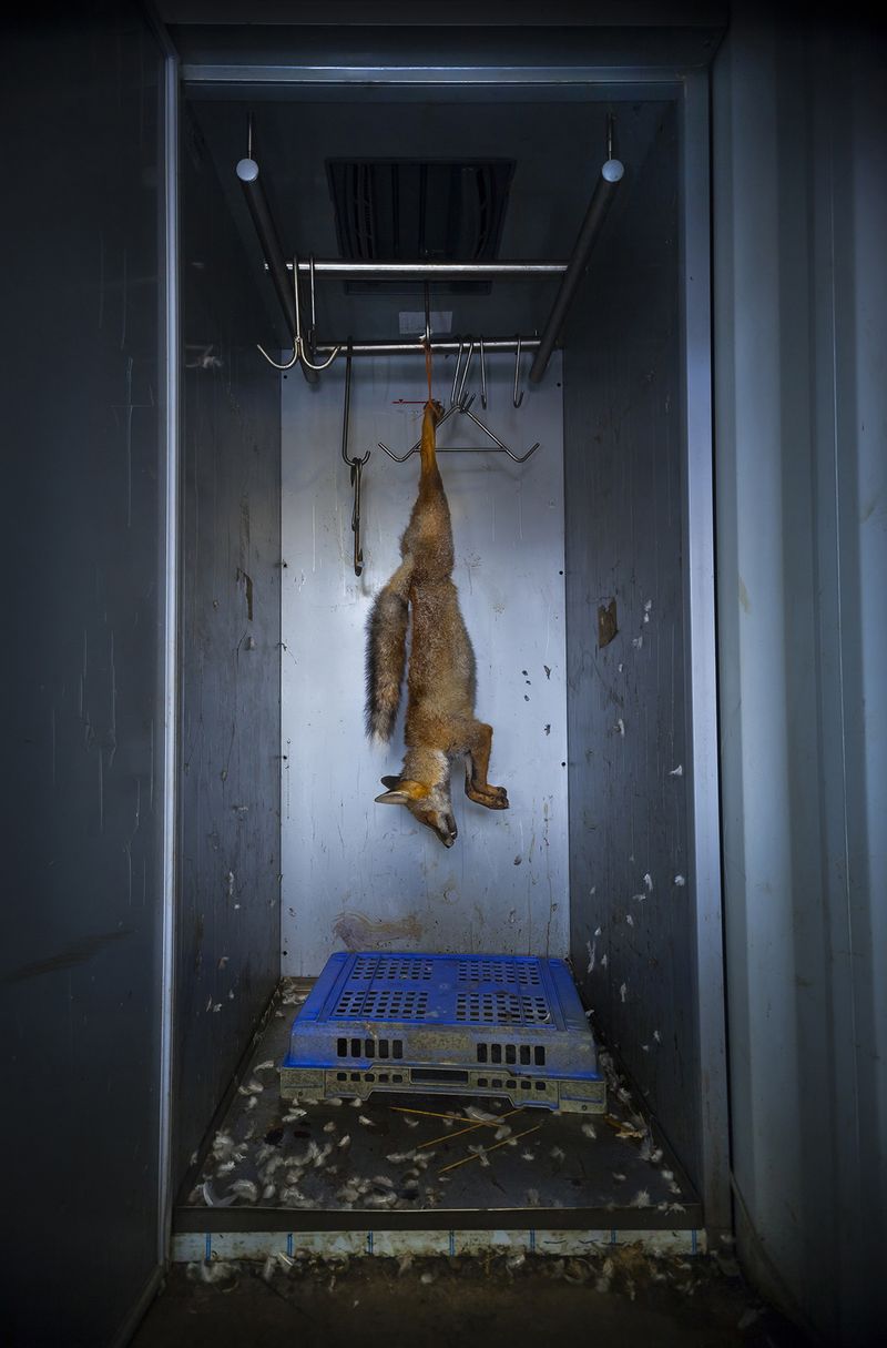© Neil Aldridge - Image from the Living with Foxes photography project