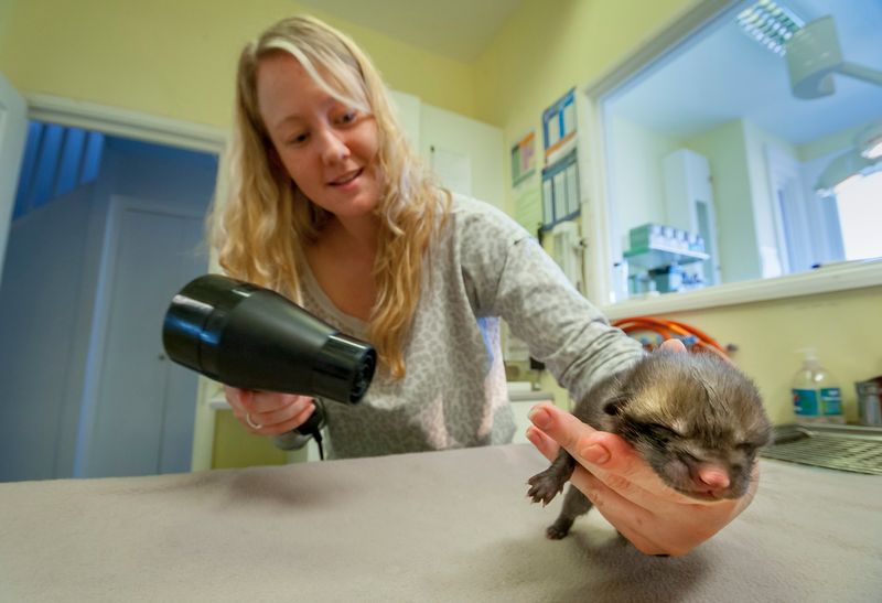 © Neil Aldridge - Image from the Living with Foxes photography project