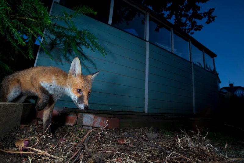 © Neil Aldridge - Image from the Living with Foxes photography project