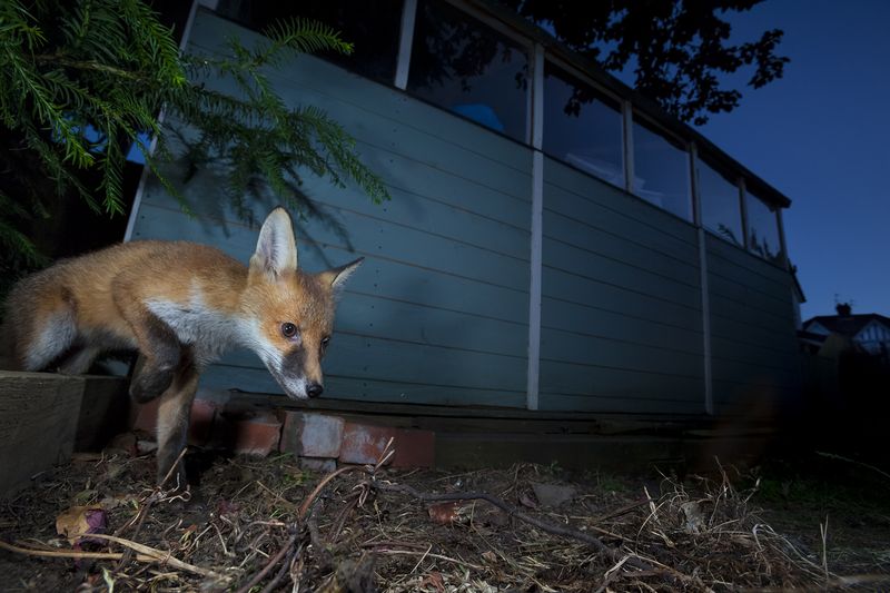 © Neil Aldridge - Image from the Living with Foxes photography project