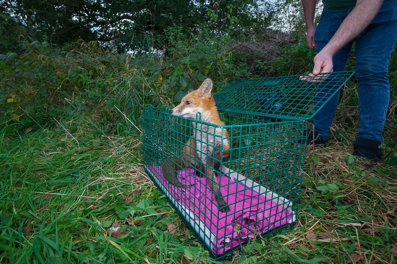 © Neil Aldridge - Image from the Living with Foxes photography project