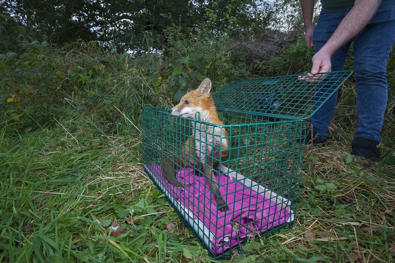 © Neil Aldridge - Image from the Living with Foxes photography project