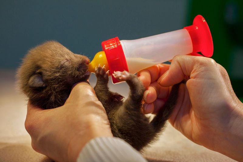 © Neil Aldridge - A tiny fox cub is hand fed at a vet surgery east of London, England after being found abandoned by its mother.