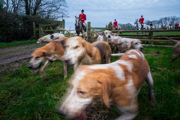 © Neil Aldridge - Image from the Living with Foxes photography project