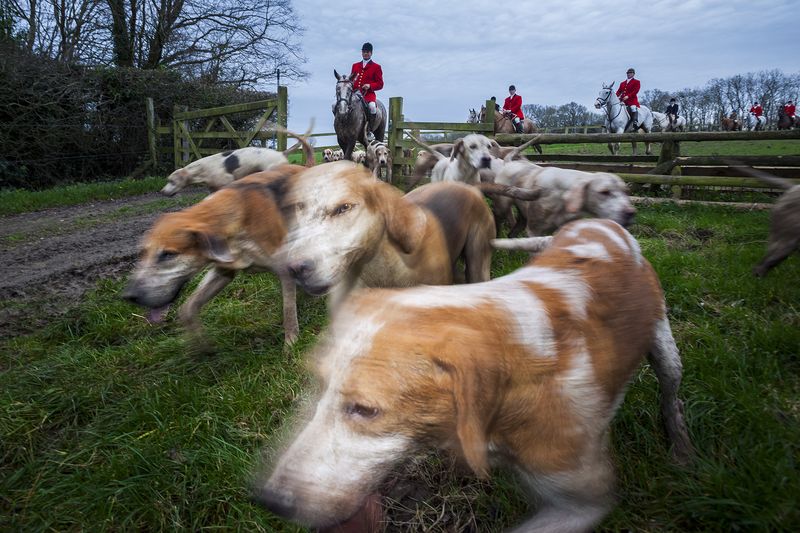 © Neil Aldridge - Image from the Living with Foxes photography project