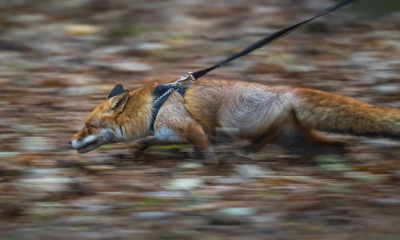 © Neil Aldridge - Image from the Living with Foxes photography project