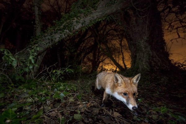 © Neil Aldridge - Image from the Living with Foxes photography project