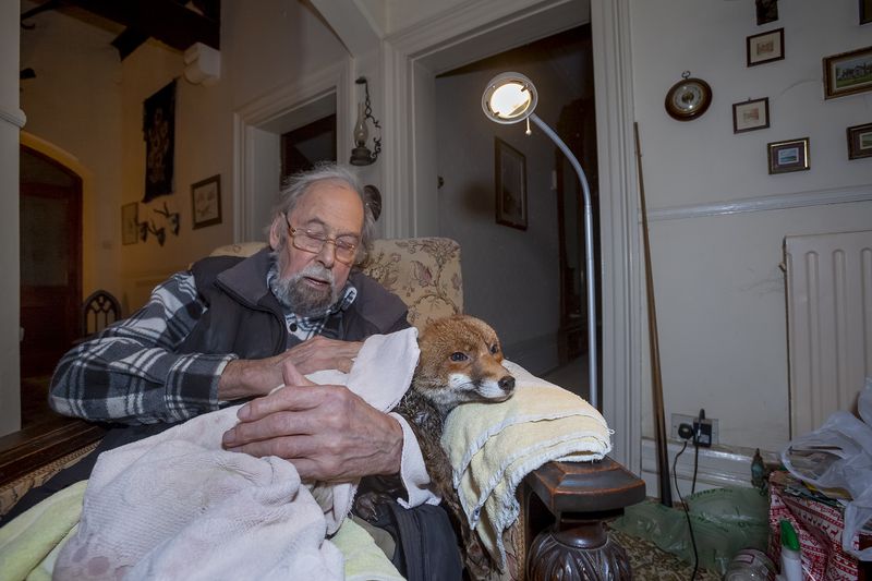 © Neil Aldridge - Image from the Living with Foxes photography project