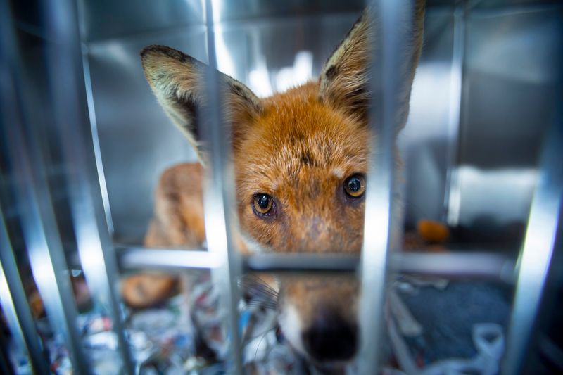 © Neil Aldridge - Image from the Living with Foxes photography project