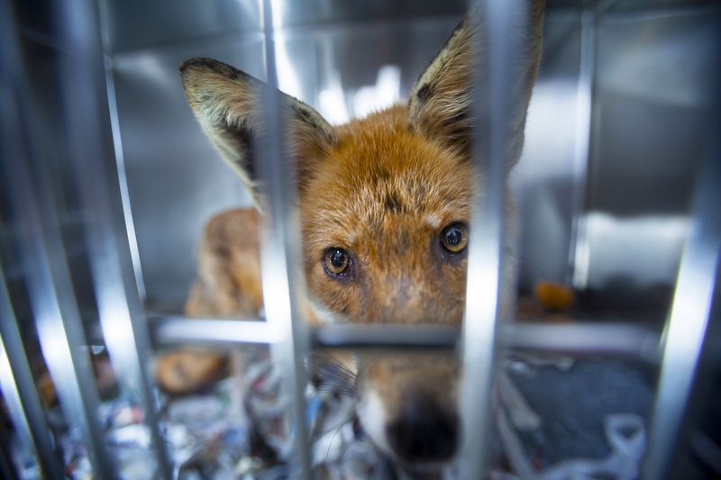 © Neil Aldridge - Image from the Living with Foxes photography project