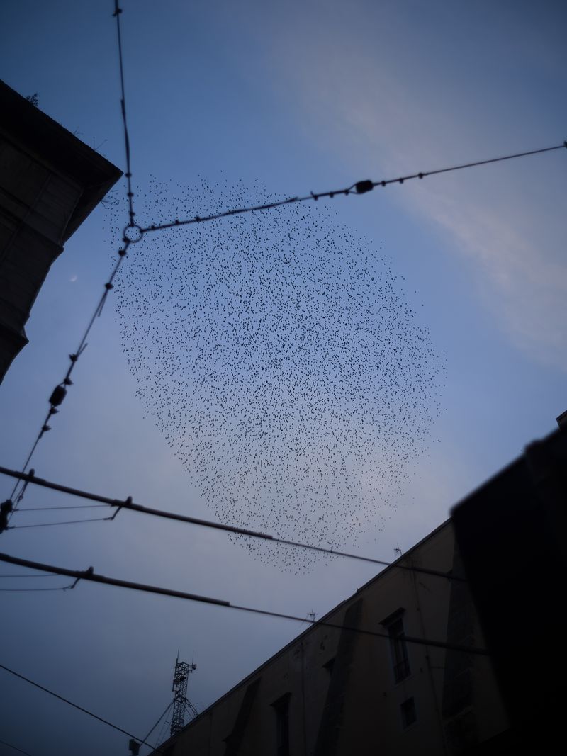 © László Gábor Belicza - Image from the 33 Sketchbook photography project