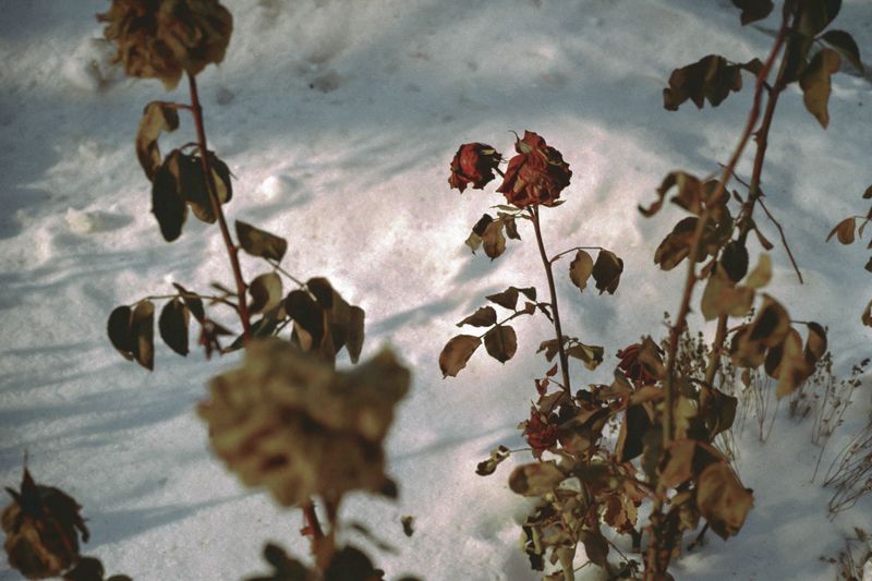 © Stella Laurenzi - Like Drinking Poison