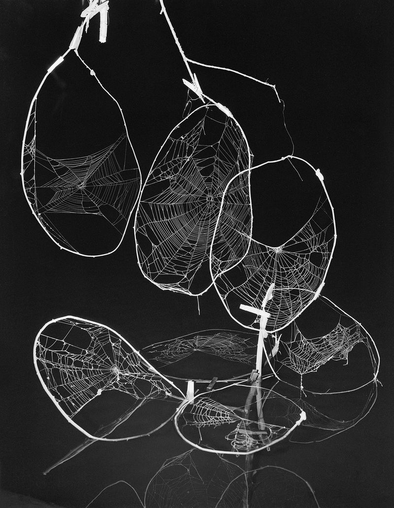 © Paul Guilmoth - Image from the egg-white moon / an eternity for fish photography project