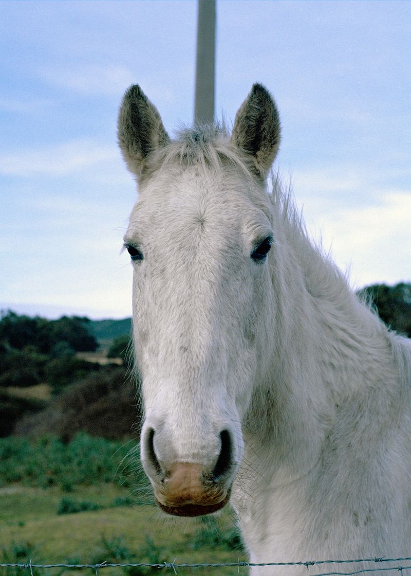 © Angèle Marignac-Serra - Image from the Isula Anima photography project