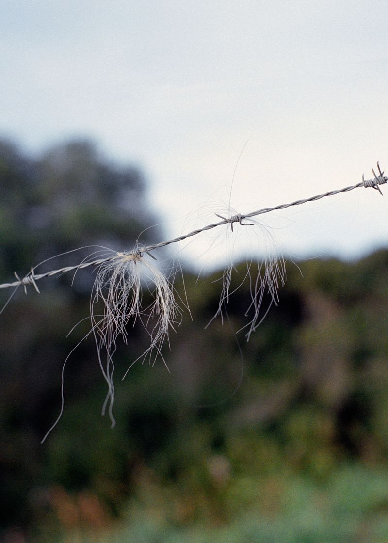 © Angèle Marignac-Serra - Image from the Isula Anima photography project