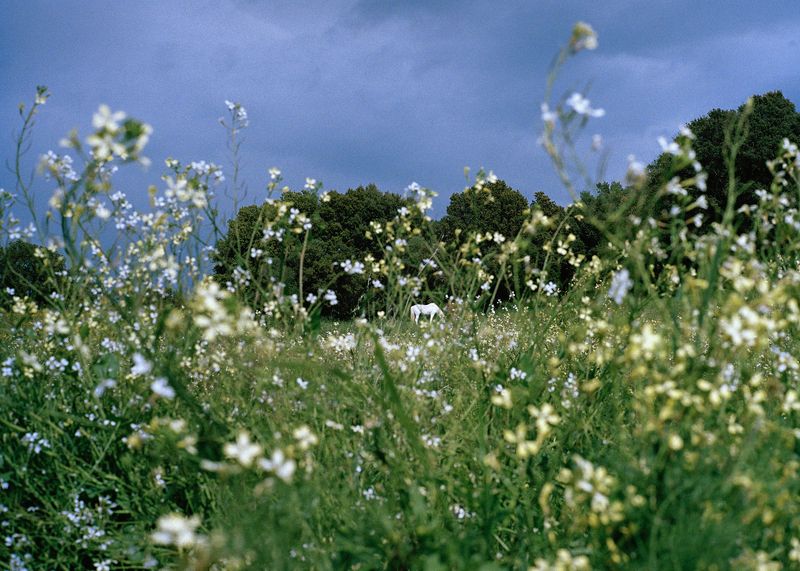© Angèle Marignac-Serra - Image from the Isula Anima photography project