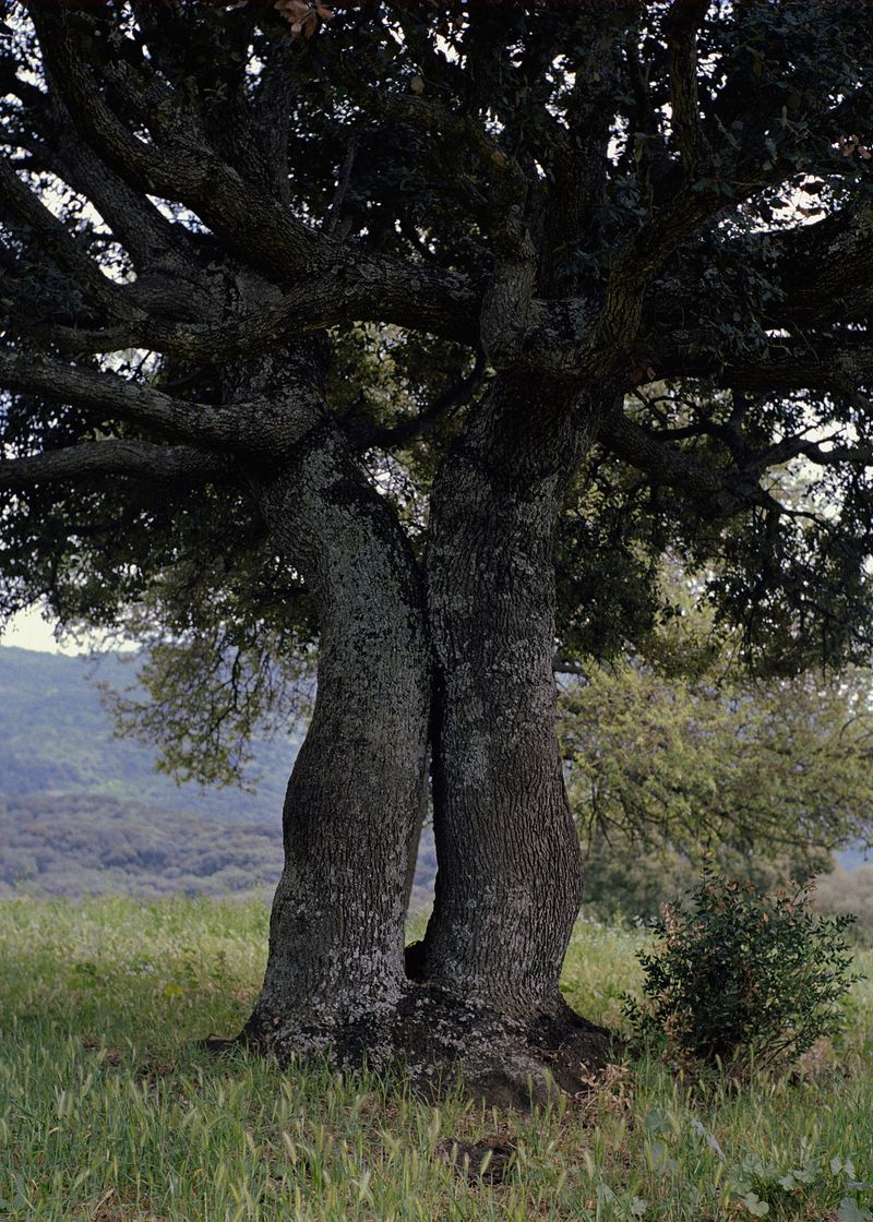 © Angèle Marignac-Serra - Image from the Isula Anima photography project