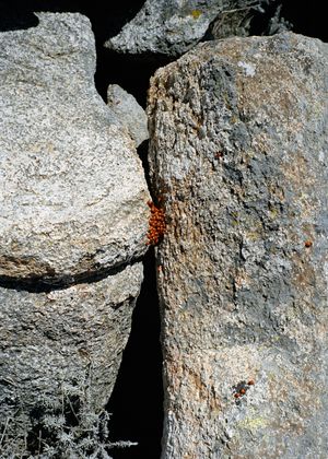 Isula Anima