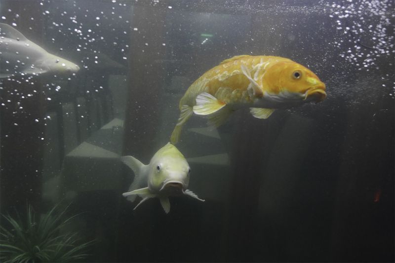 © Min Ma Naing - Image from the Jigsaw photography project