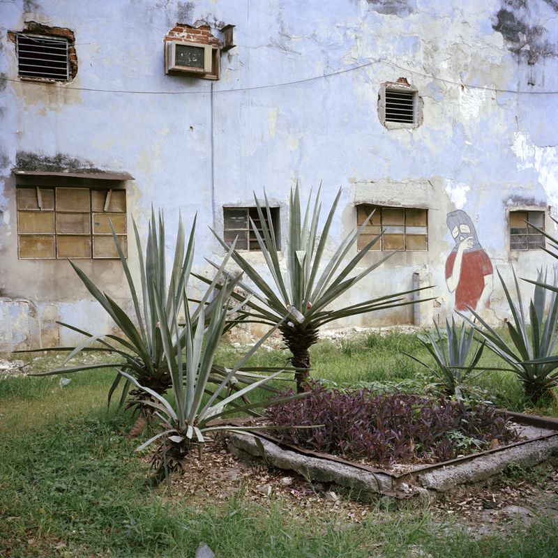 © Michael Vince Kim - Henequen plants growing in Havana. Early Korean immigrants to Cuba labored hard on henequen plantations. Havana, Cuba. 2016.