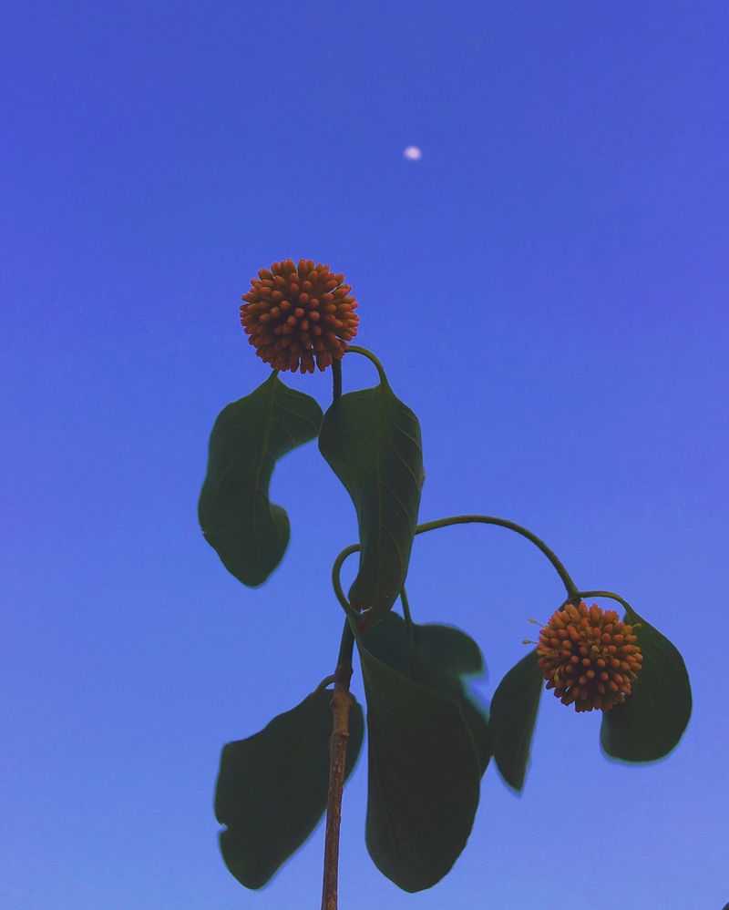 © Chetan Toliya - Image from the Narmada Valley photography project