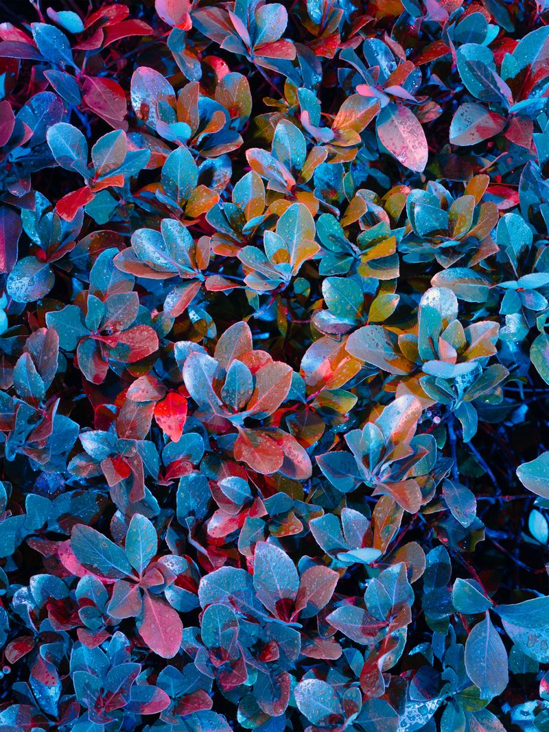 © Christopher Rodriguez - Boxwood #1/These boxwood species consume less water.