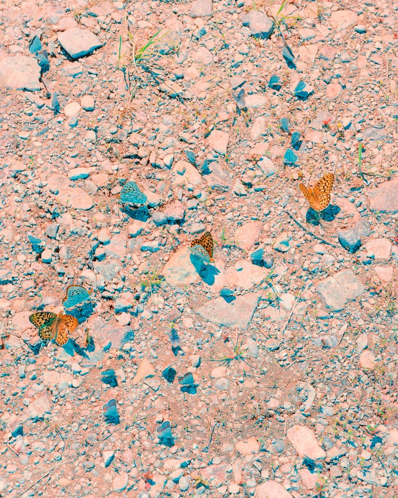 © Christopher Rodriguez - Mating Butterflies #2/Radioactive specimens.