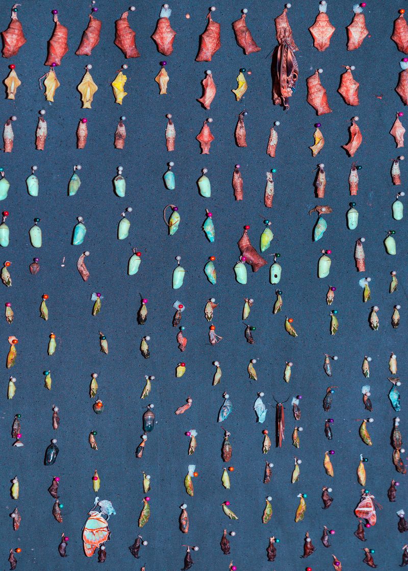 © Christopher Rodriguez - Afterlife Testing #1/Metamorphosis