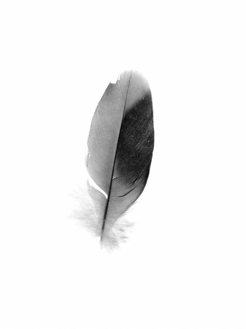© Hamzeh Zahran - A Feather Left Behind, Amman, 2025, from the "Remains" series