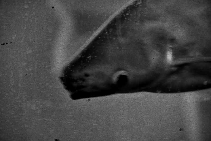 © Francesco Topino - Image from the Blurred photography project