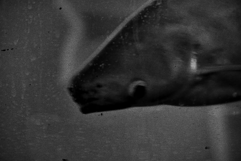© Francesco Topino - Image from the Blurred photography project