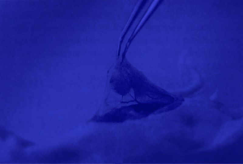 © Edward Nurton - Image from the THE ELEPHANT'S FOOT photography project